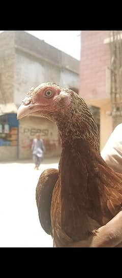 Aseel murghi