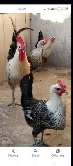 EGG of feumi hen confirm furtayle. .