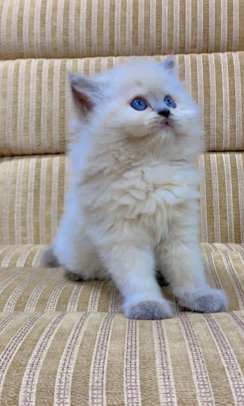 Persian Punch face triple coat cat Kitten 1