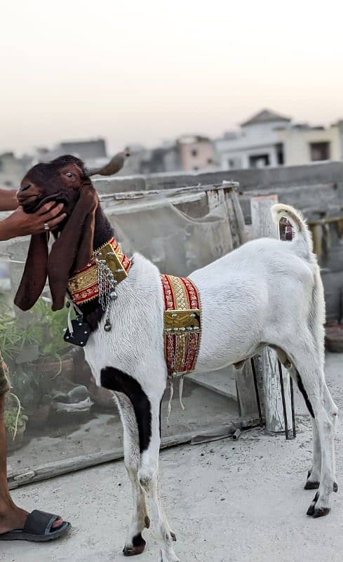 qurbani keliye bakra 0