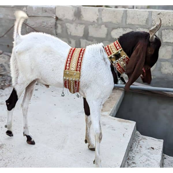 qurbani keliye bakra 2