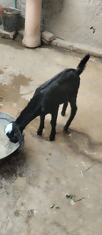 Pure Beetal goats for sale 1
