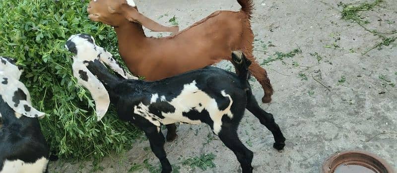 Pure Beetal goats for sale 2