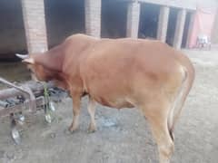 Bull