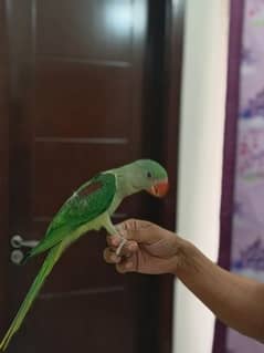 raw parrots