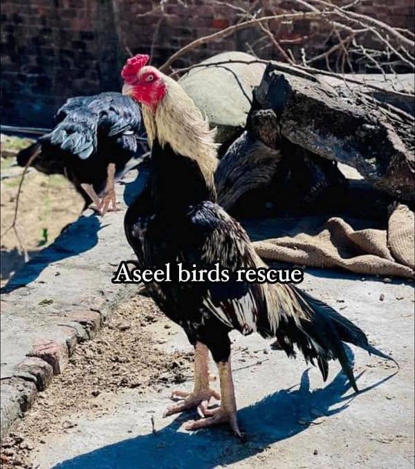 Aseel jawa sawa muska 0