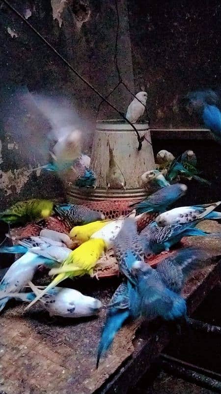 healthy budgies for sale 0