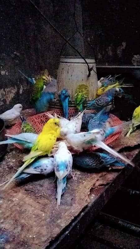 healthy budgies for sale 1