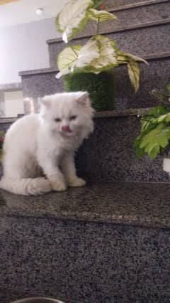 Persian