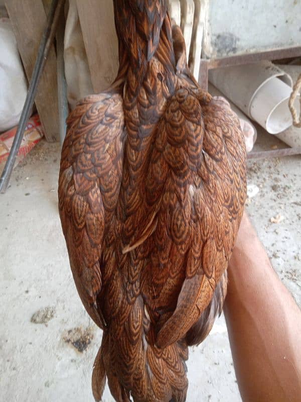 Aseel Mianwali breed 1