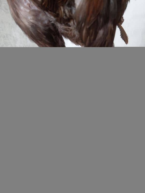 Aseel Mianwali breed 2