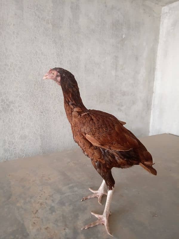 Aseel Mianwali breed 3