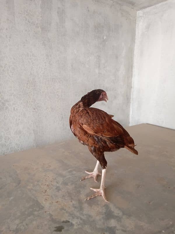Aseel Mianwali breed 4