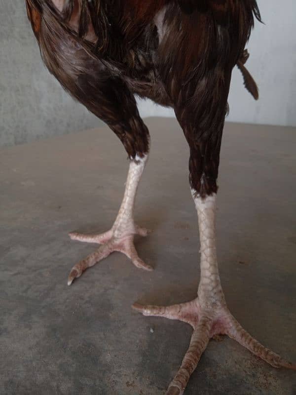 Aseel Mianwali breed 5