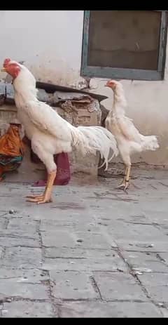 White shamo egg