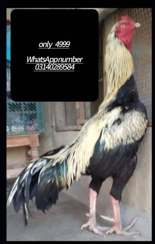 murga urgent sale my WhatsApp number 03/140/289/584 0