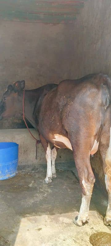 pure frezian urgent sale 0