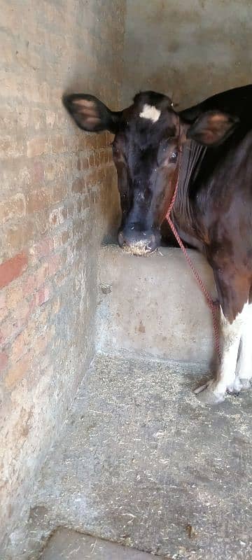 pure frezian urgent sale 1