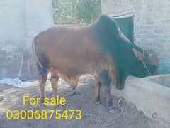 brahman cross bull