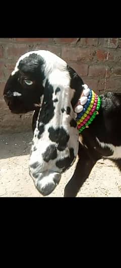 amrtsari betal female double haddi ma