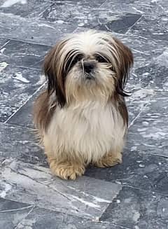 Shih Tzu