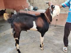 Andu