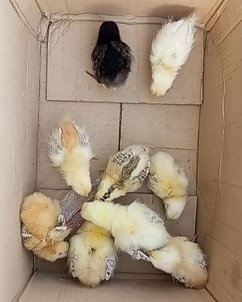 chicks - 120/piece 0