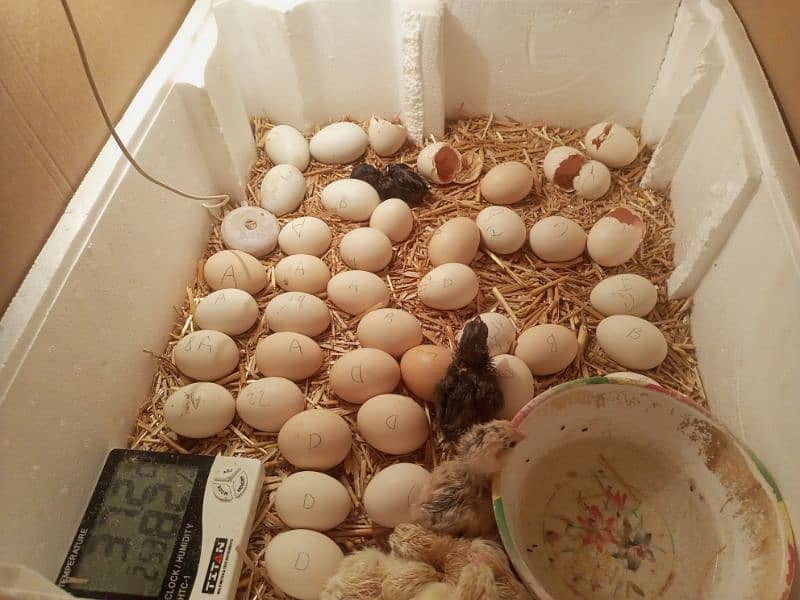 chicks - 120/piece 1