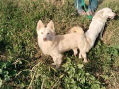 Russian Puppies for Sale