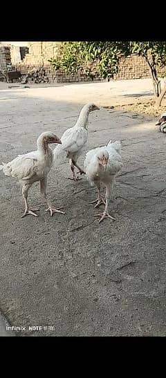 heera aseel chicks