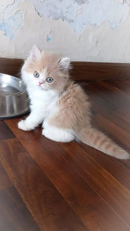 Persian Kitten High quality 0