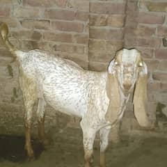 makhi