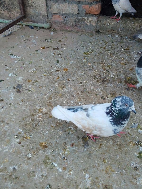 High flyer pair for sale 0