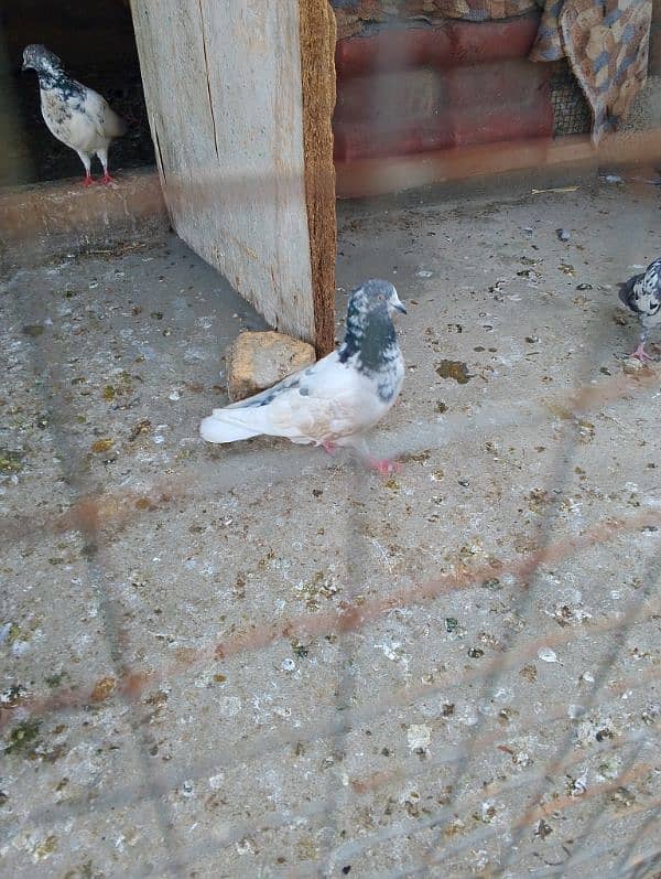 High flyer pair for sale 1
