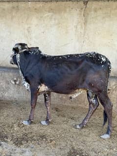 2 daant Bachra for Qurbani 2025.