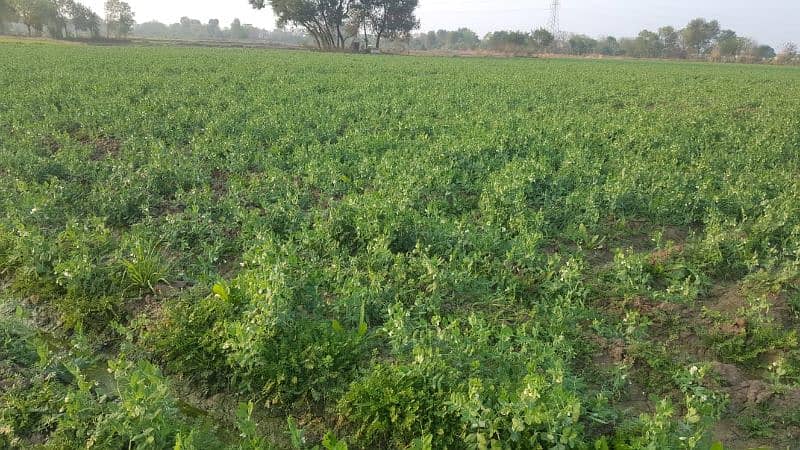 12 kanal  land for sale in Pasrur 03435792490 whtsapp 03367150712 2