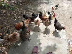 murghi