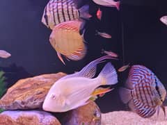 discus fish