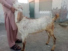 Bakra