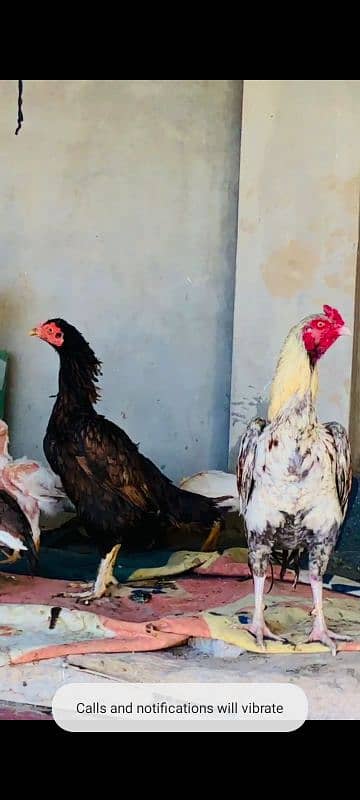 Home breeder 2