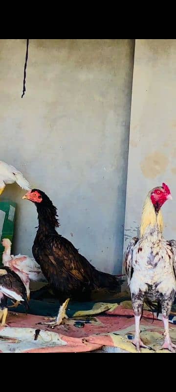 Home breeder 3