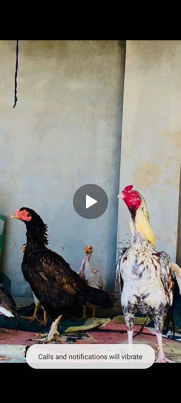 Home breeder 4
