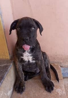 Cane Corso Male Puppy Available 0/3/1/0/4/7/9/7/6/6/1