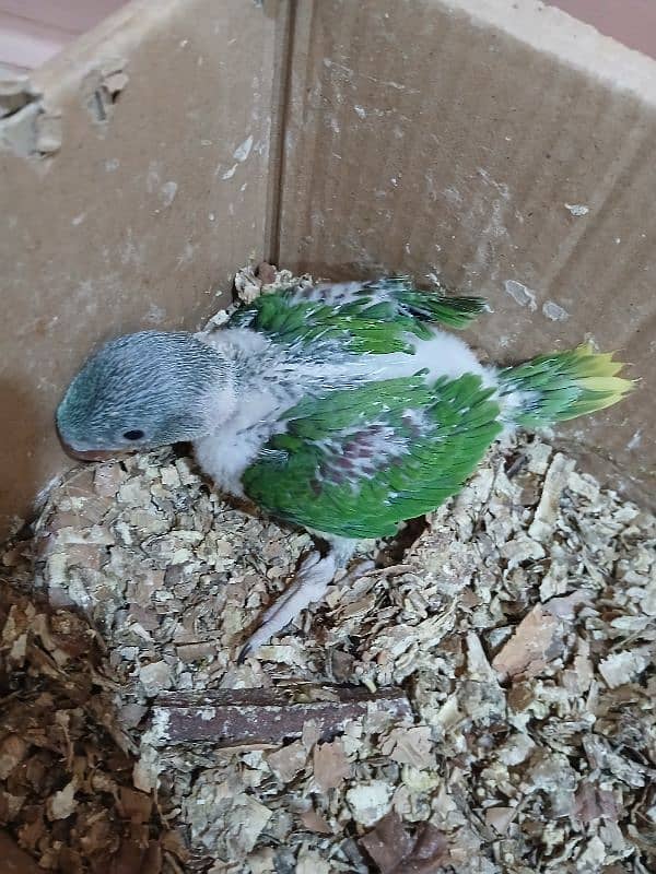 parrot 0