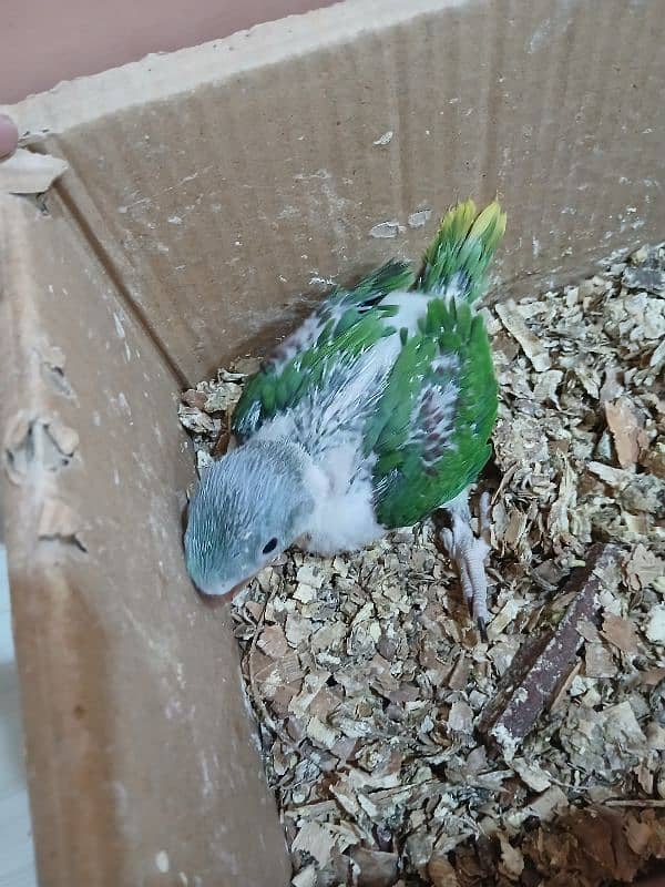 parrot 1