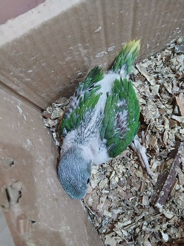 parrot 2