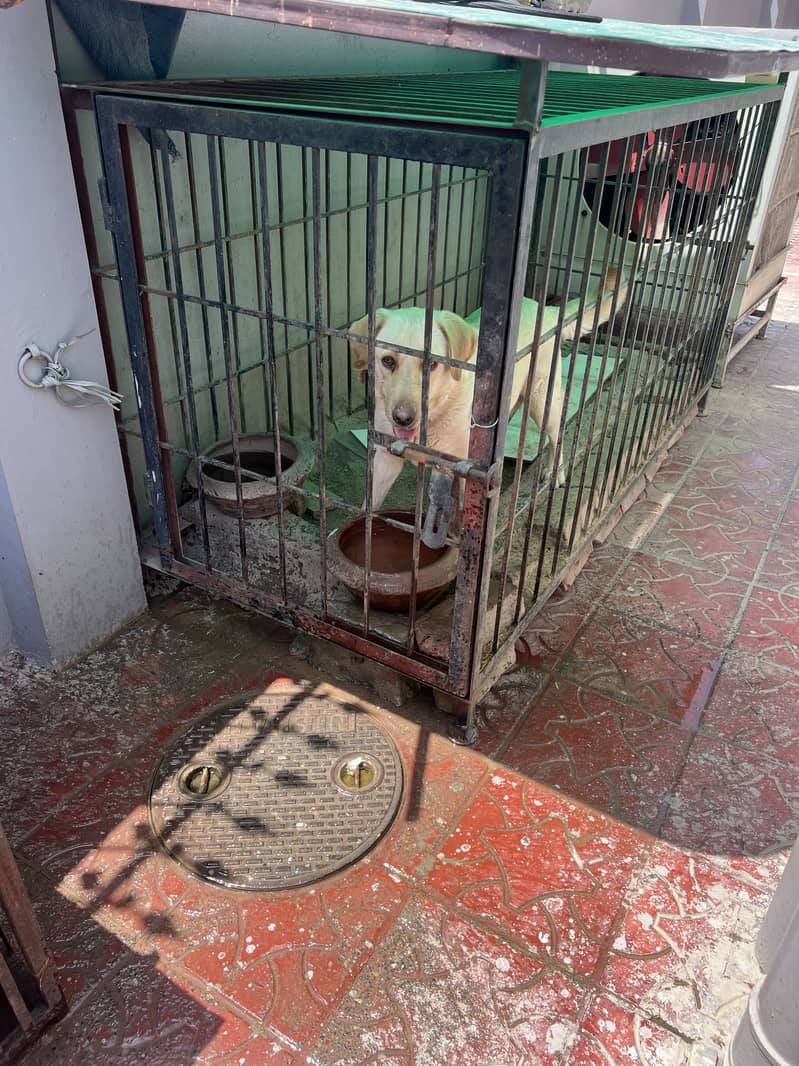 Labrador dog (female) 2