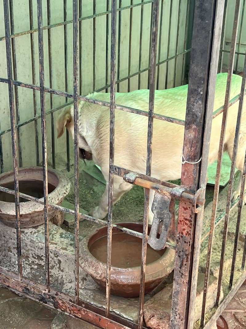 Labrador dog (female) 3