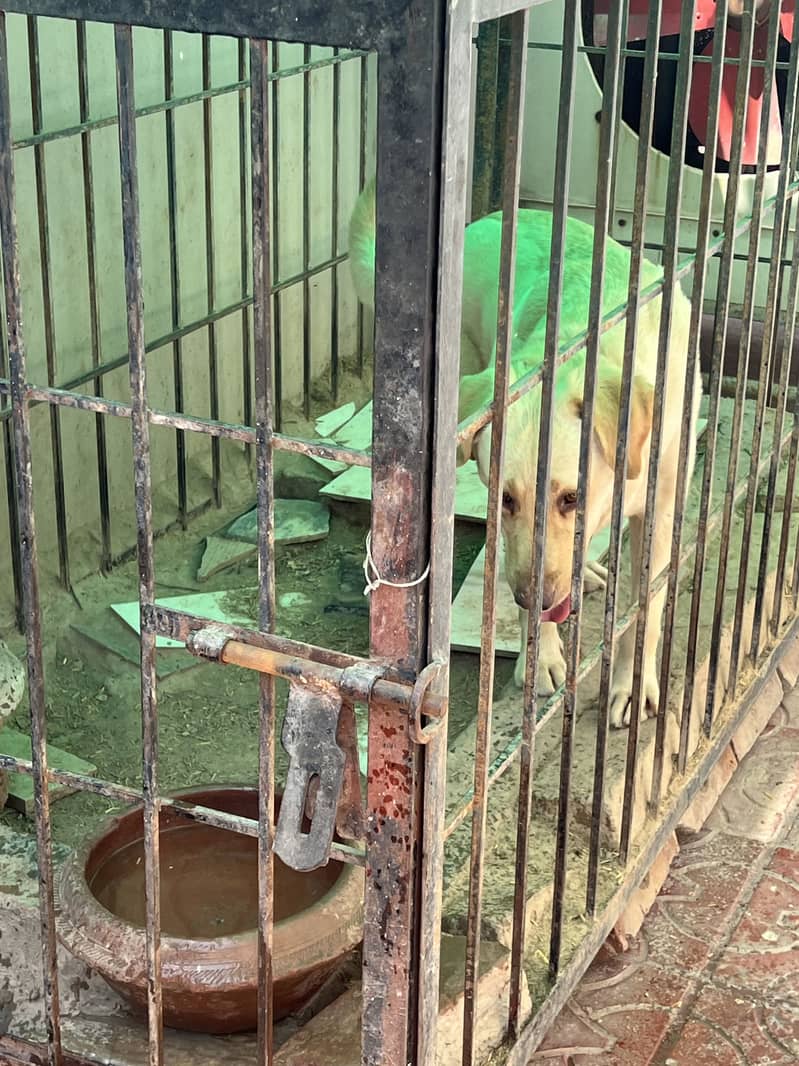 Labrador dog (female) 6