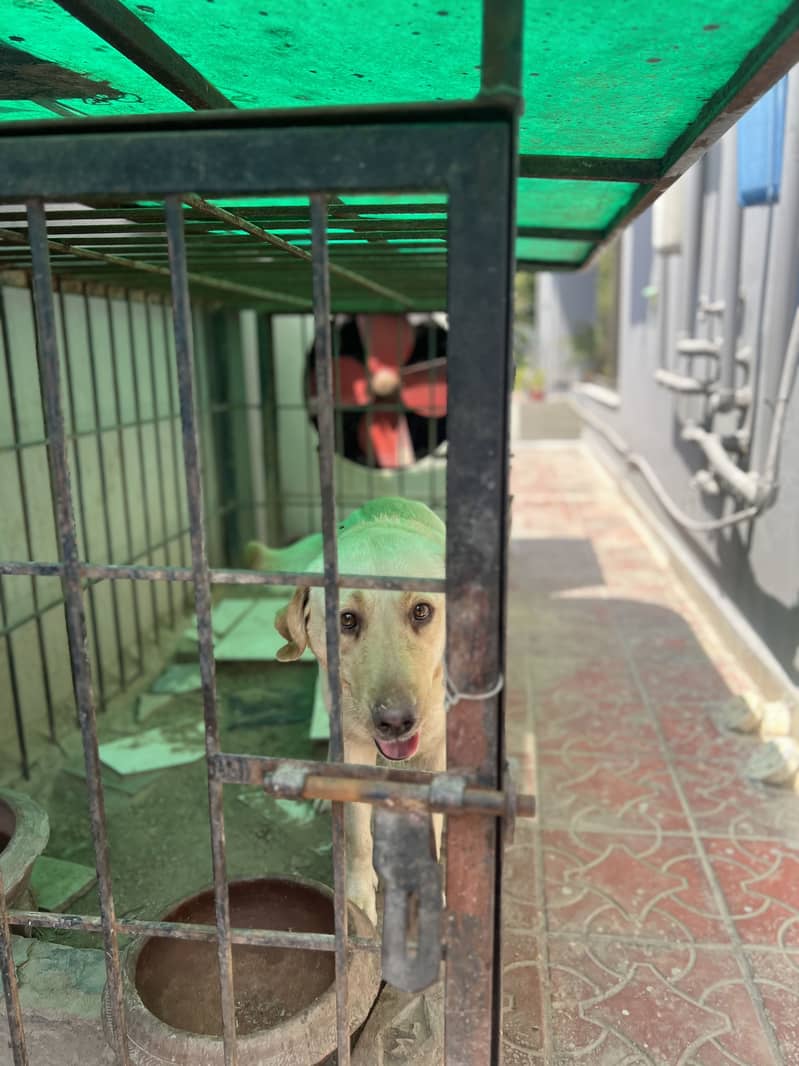 Labrador dog (female) 7